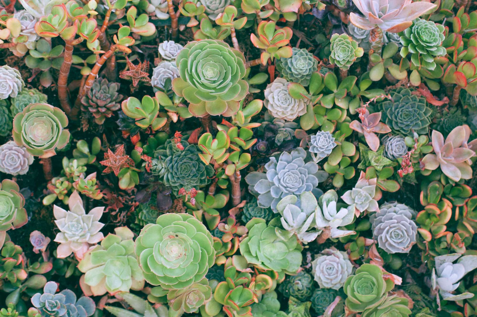 Article Succulents 101 The Mellow Sf