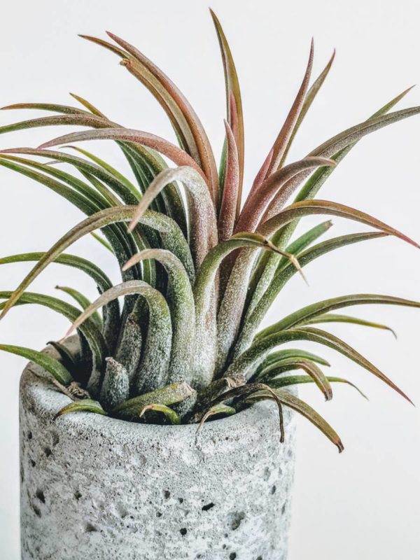 Rose Gold Mini Concrete Planter - Image 4