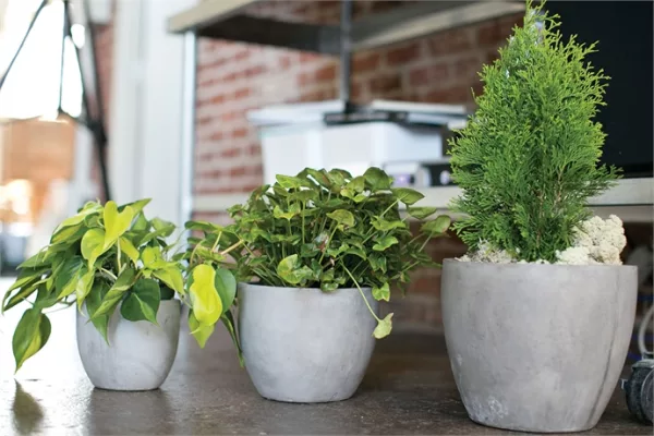 Newport Pot - Image 3