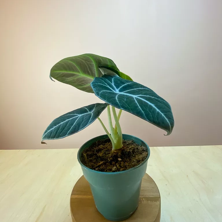 Shop Alocasia Black Velvet