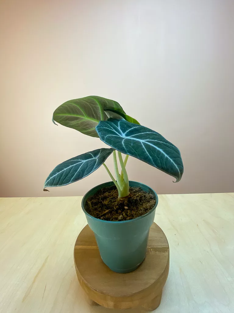 Shop Alocasia Black Velvet