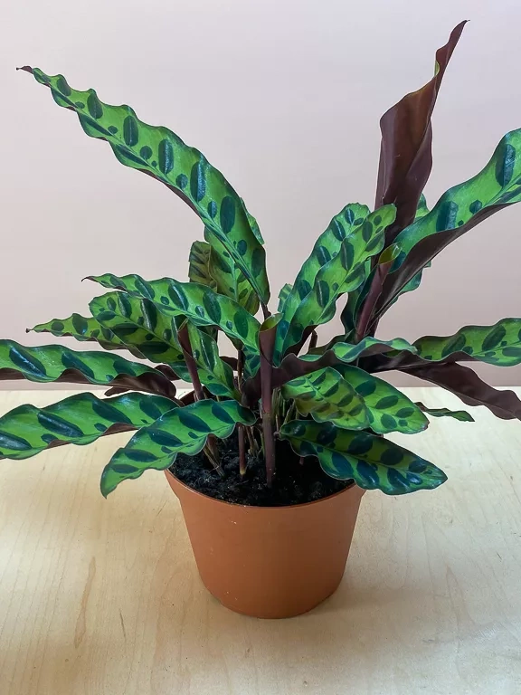 Shop Calathea Rattlesnake