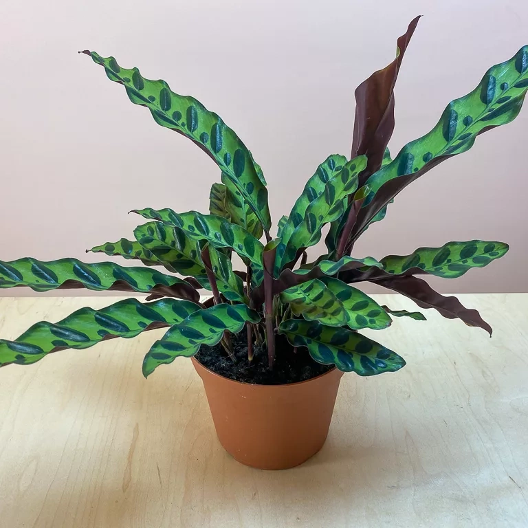 Shop Calathea Rattlesnake