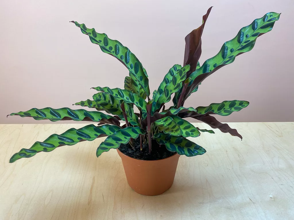 Shop Calathea Rattlesnake