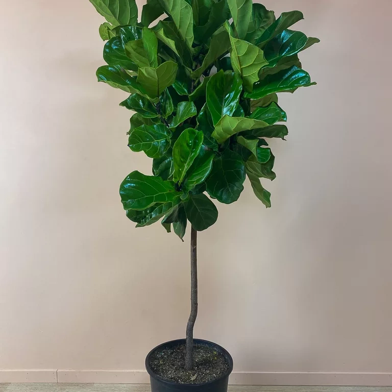 Shop Ficus Lyrata SF