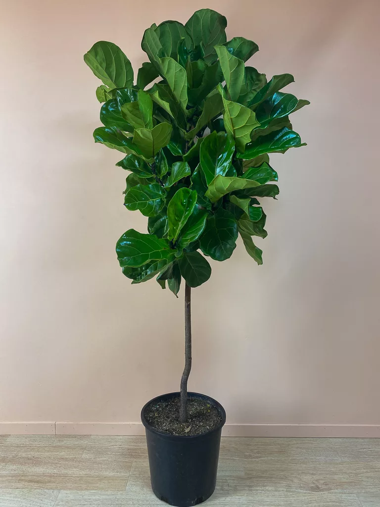 Shop Ficus Lyrata SF