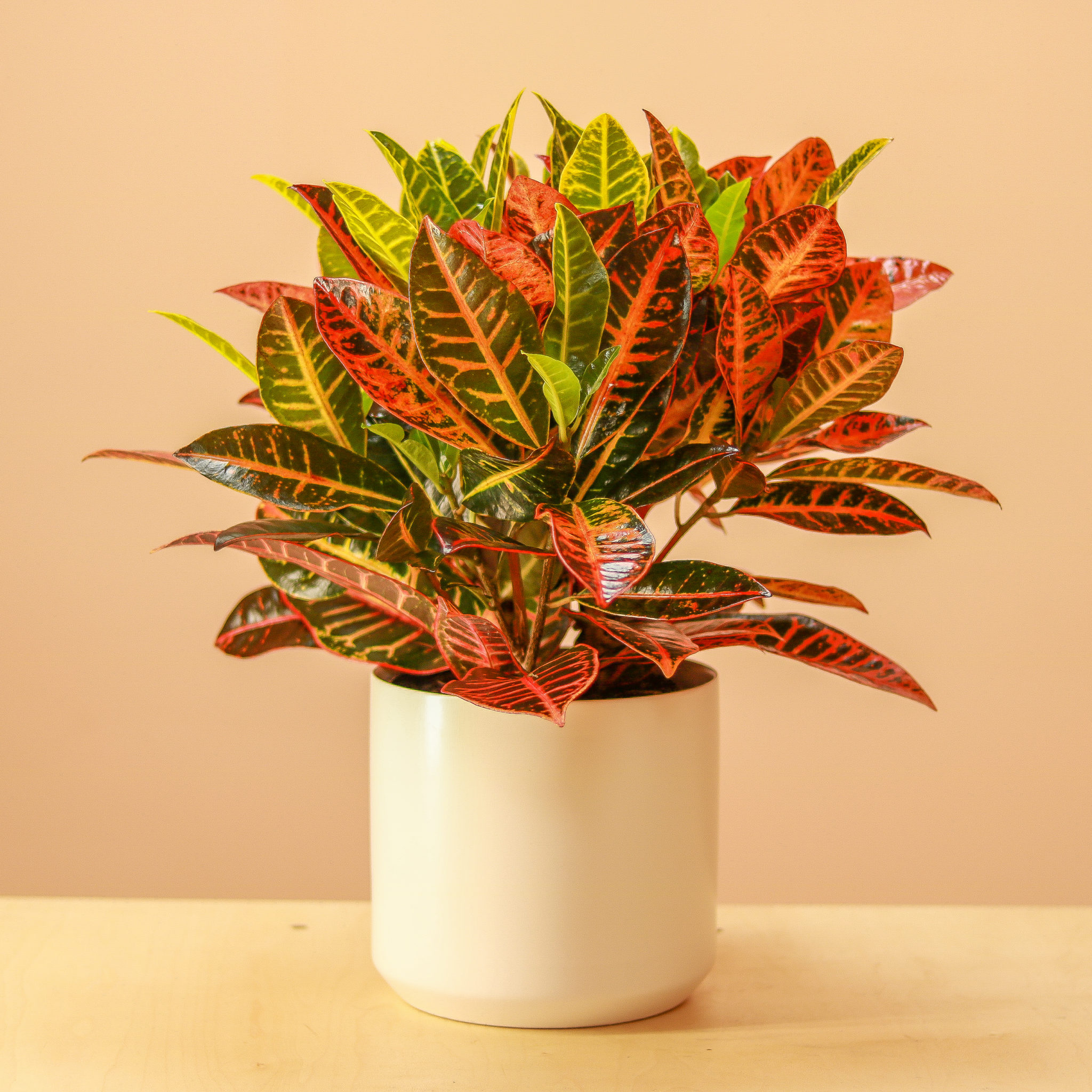 Croton Petra The Mellow SF