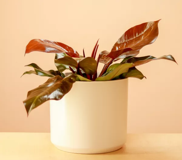 Philodendron McColley