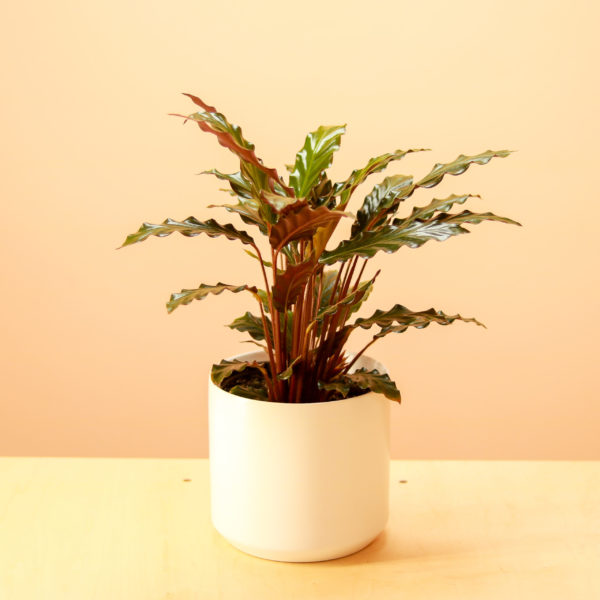 Calathea Rufibarba - Image 2