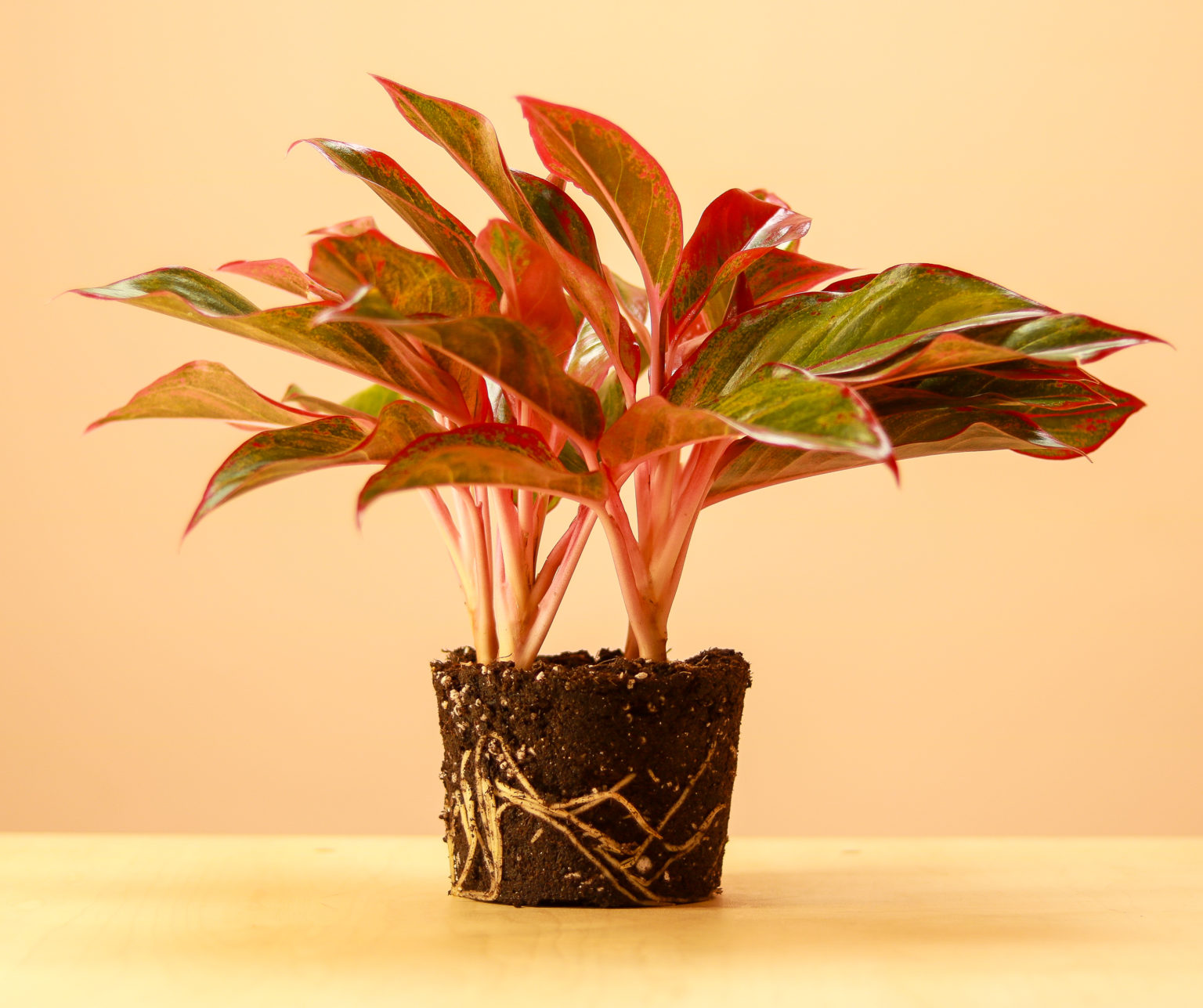 Red Aglaonema | The Mellow SF