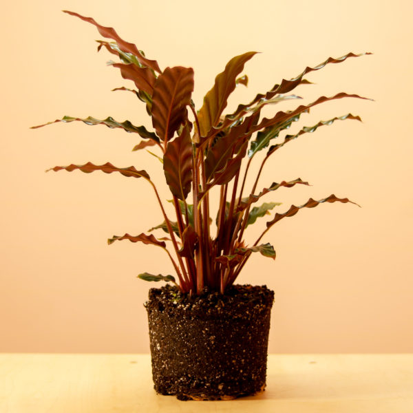 Calathea Rufibarba