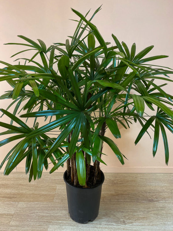 Raphis Palm