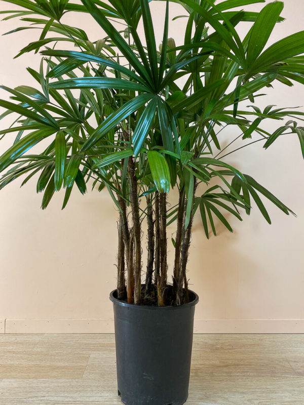 Raphis Palm - Image 3