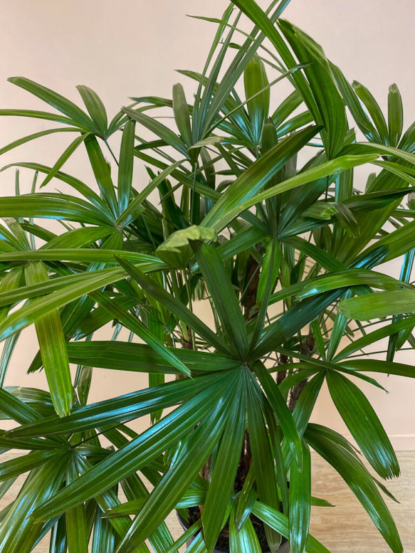 Raphis Palm - Image 2