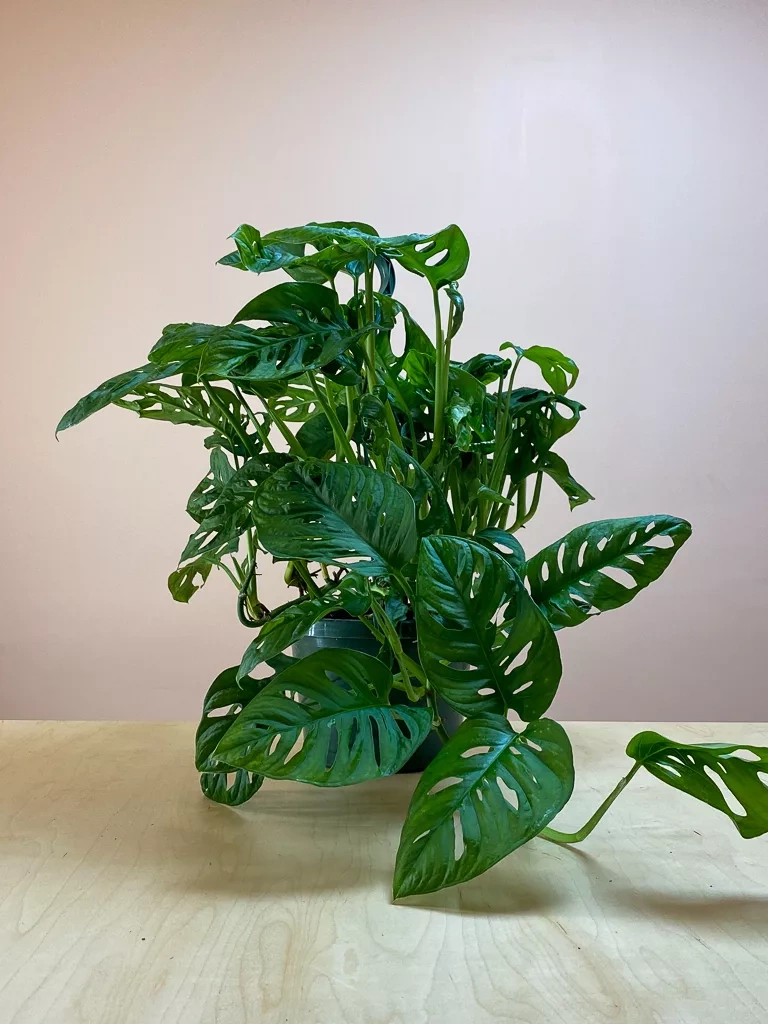 Shop Philodendron Swiss Cheese