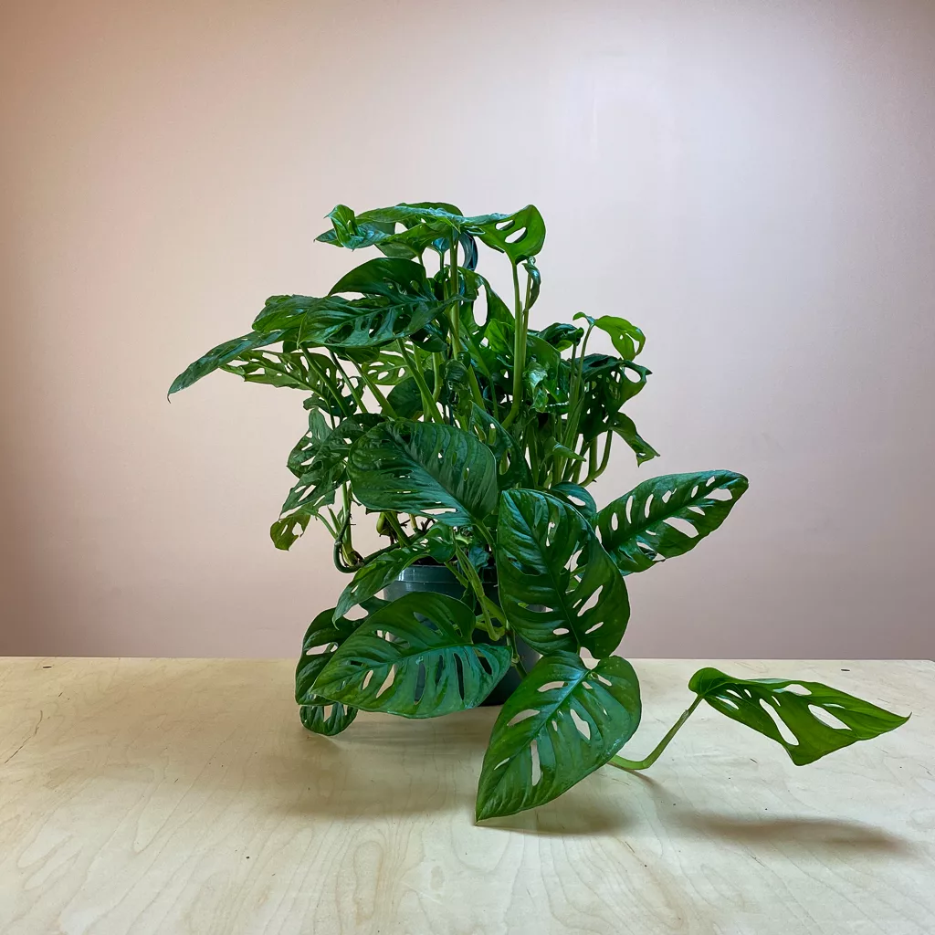 Shop Philodendron Swiss Cheese