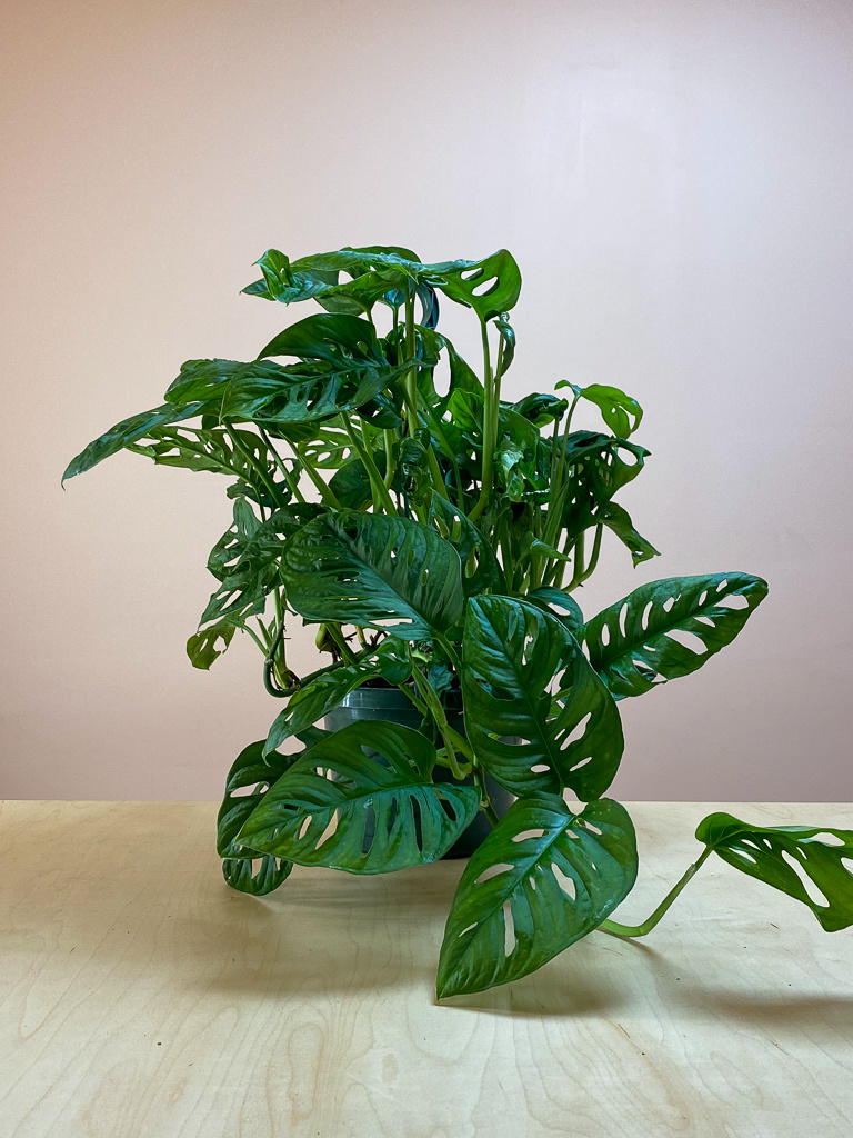 Shop Philodendron Swiss Cheese