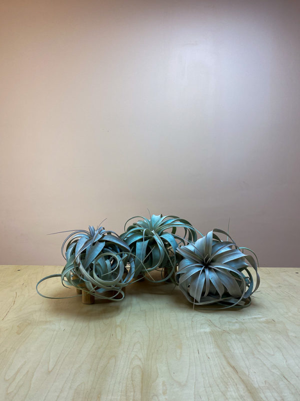 Shop Tillandsia xerographica