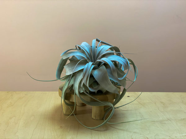 Shop Tillandsia xerographica