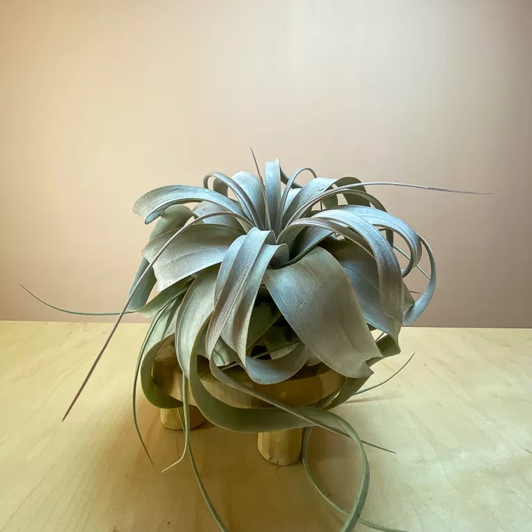 Shop Tillandsia xerographica