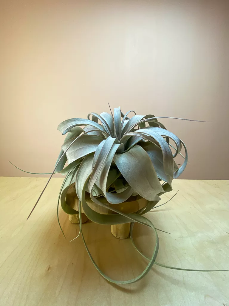 Shop Tillandsia xerographica