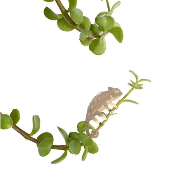 Plant Animal - Chameleon