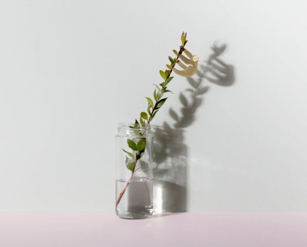 Plant Animal - Sloth - Image 3