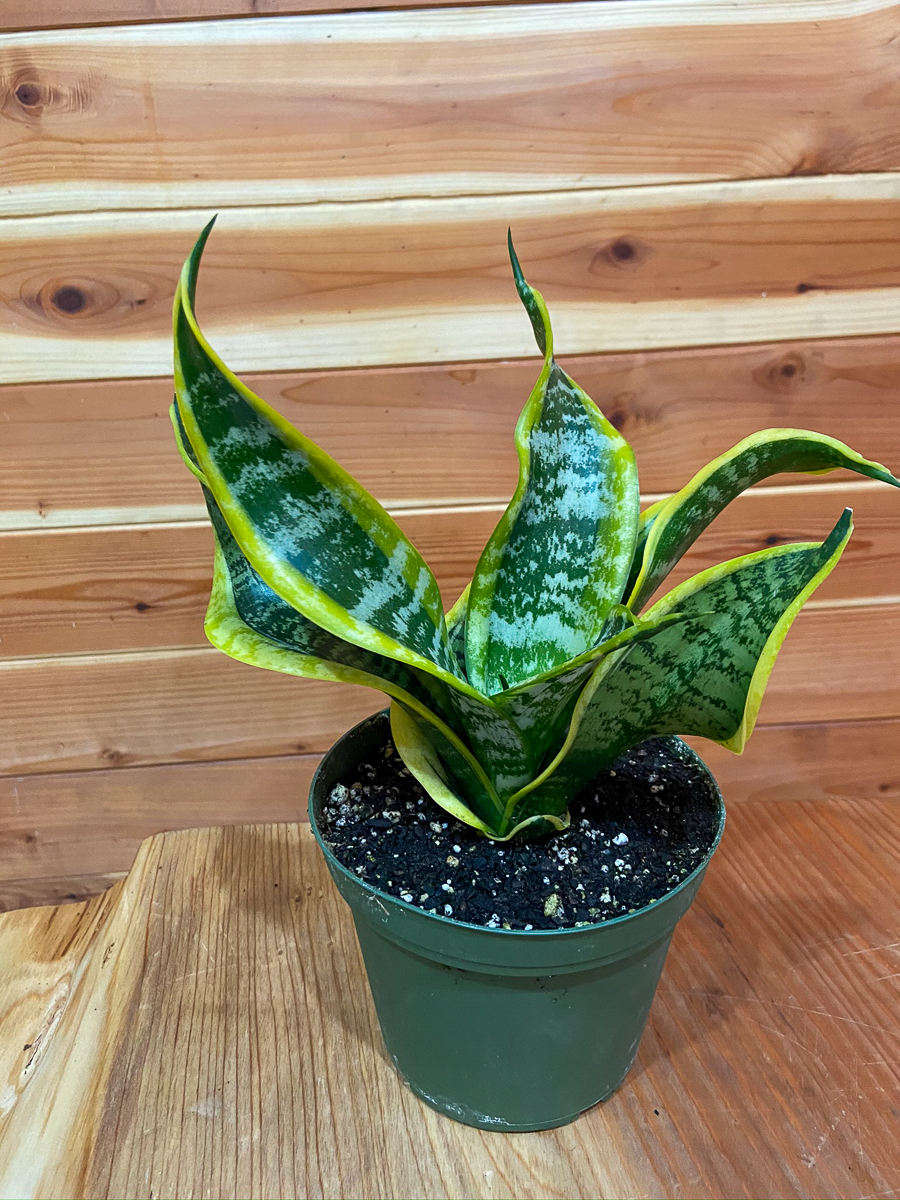 Snake Plant | The Mellow SF