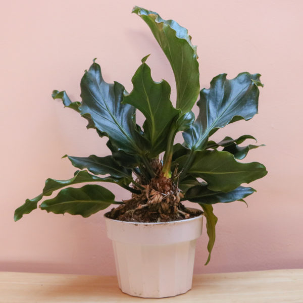 Anthurium Plowmanii - Image 2