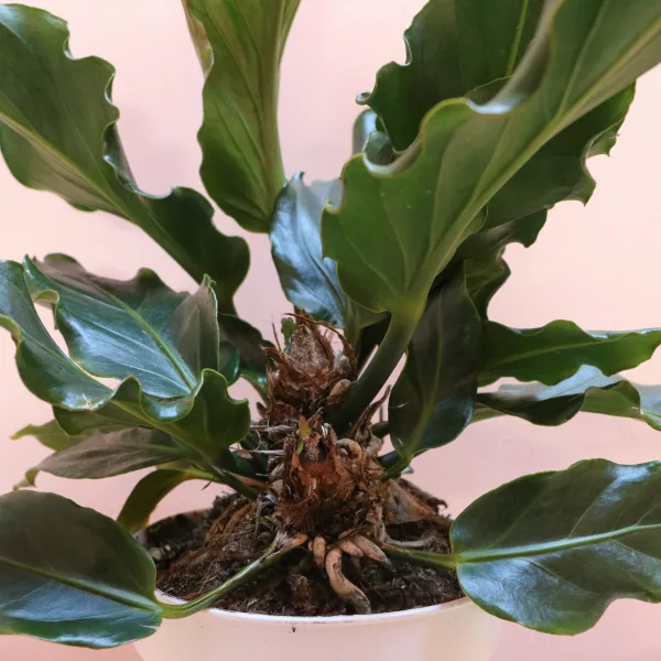 Anthurium Plowmanii
