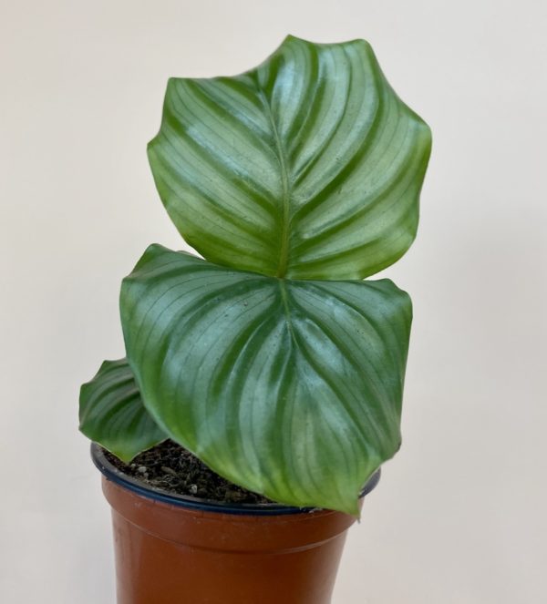 Calathea Orbis