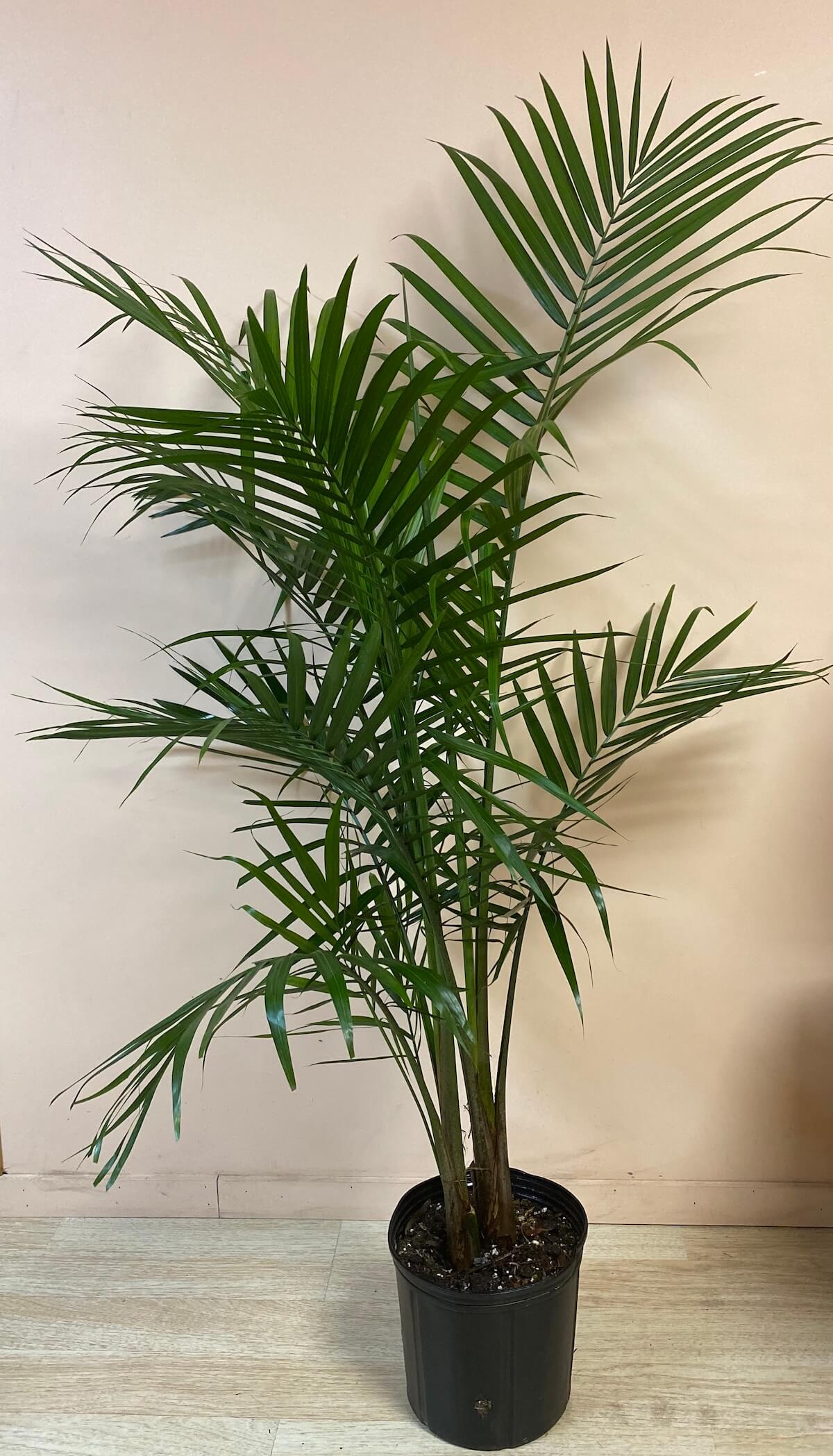 Costa Farms Plants With Benefits Live Indoor 3 4 Tall Green Majesty Palm Tree Bright Indirect