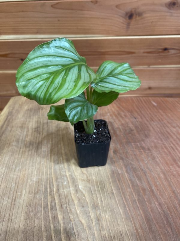 Calathea Orbis - Image 2