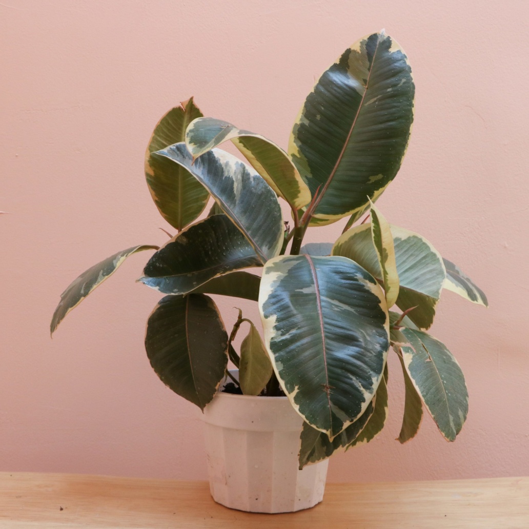 Ficus Decora Tineke The Mellow Sf