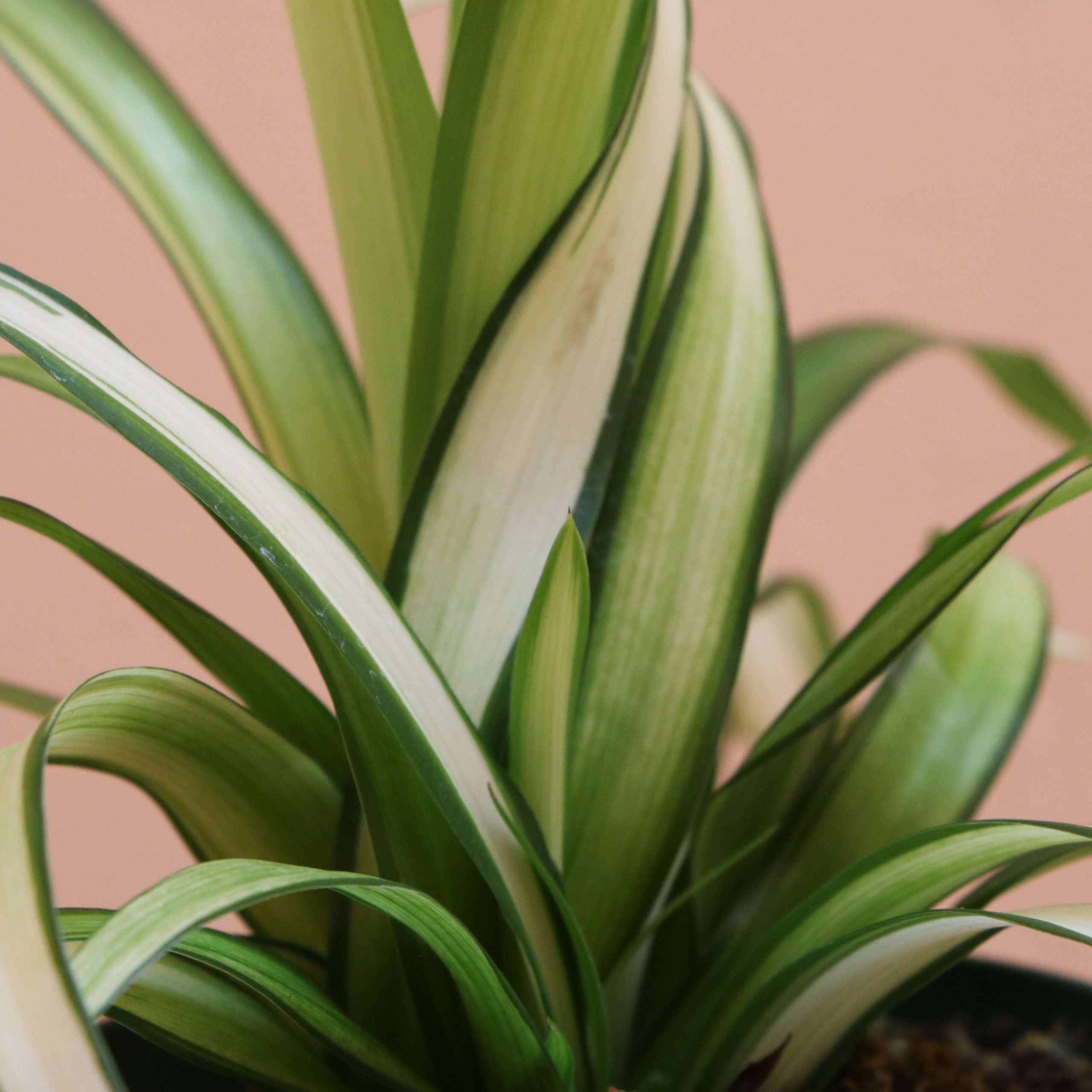 Spider Plant