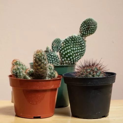 Cactus Trifecta