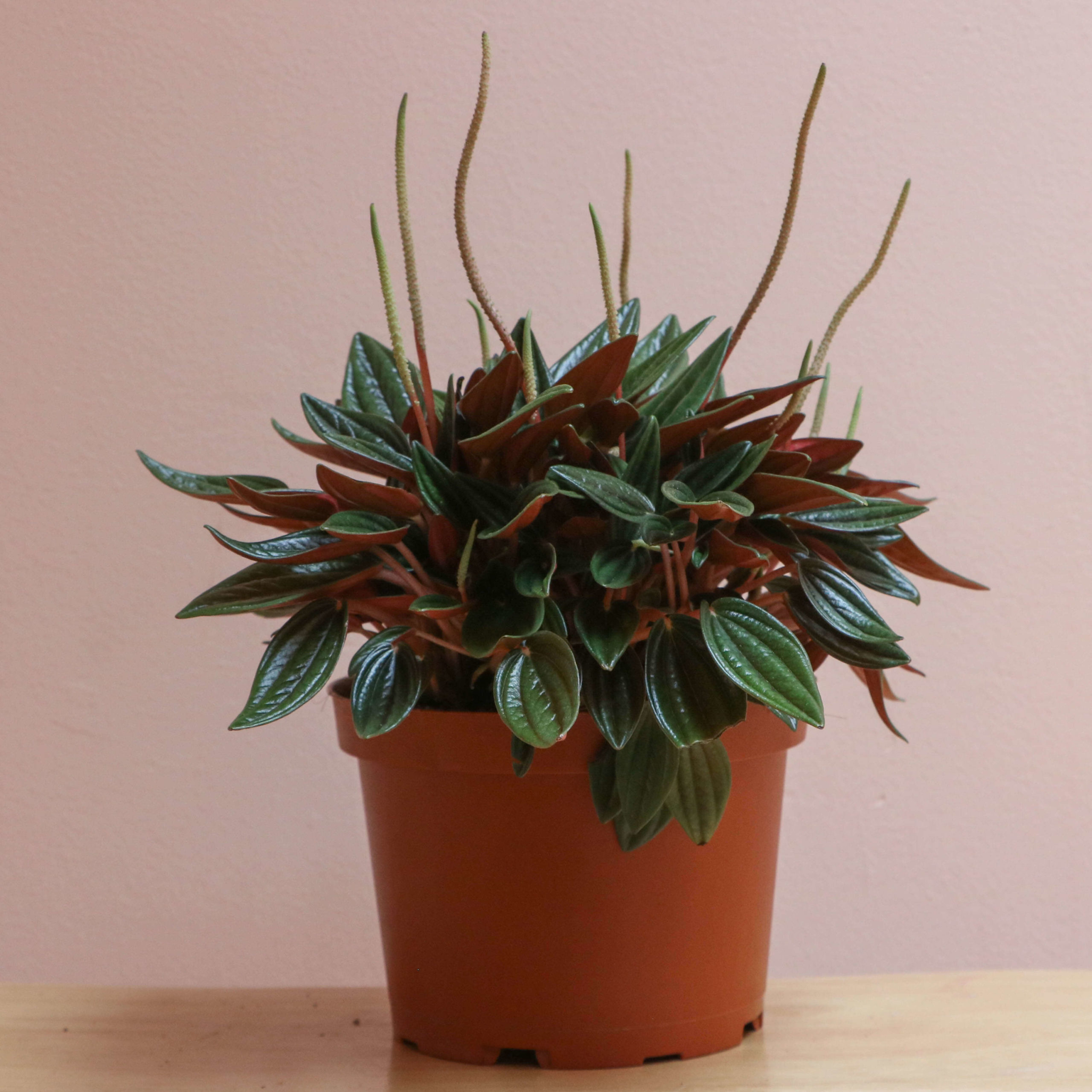 peperomia rosso - the mellow sf