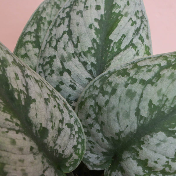 Scindapsus Exotica - Image 2