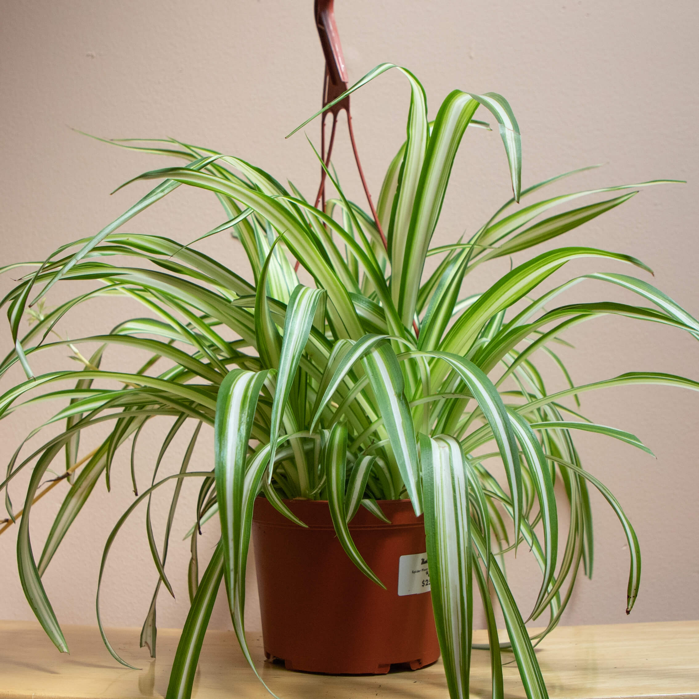 Chlorophytum comosum 'Spider Plant