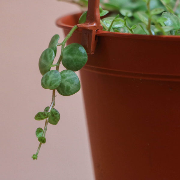 String of Turtles 🐢 - Image 3