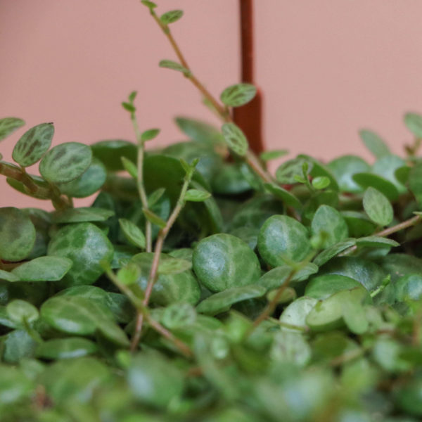 String of Turtles 🐢 - Image 2